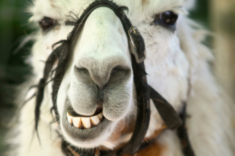 Llama Face